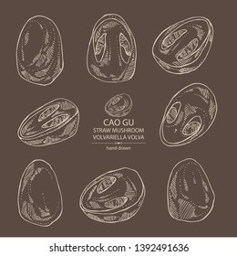 Collection of straw mushroom: Cao Gu mushroom and a bit of volvariella volvacea. Mushroom. Vector hand drawn illustration