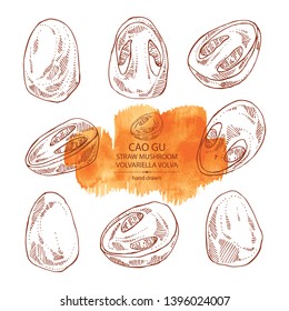 Collection of straw mushroom: Cao Gu mushroom and a bit of volvariella volvacea. Mushroom. Vector hand drawn illustration