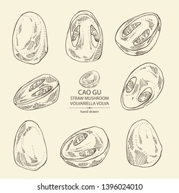 Collection of straw mushroom: Cao Gu mushroom and a bit of volvariella volvacea. Mushroom. Vector hand drawn illustration