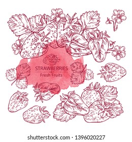 Collection of strawberries. Vector hand drawn illustration