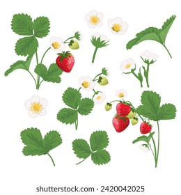 Collection of strawberry blooming and strawberry bush. Strawberry ripening process.