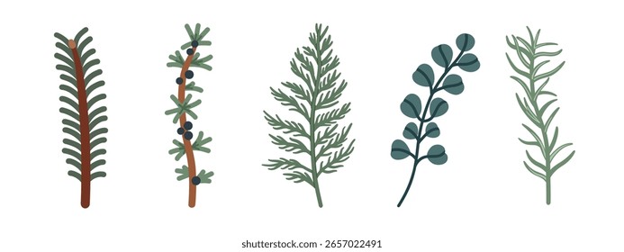 Colección de ramas estilizadas de hoja perenne. Pino, enebro con bayas, plantas de arbusto, eucalipto y romero. Decoración botánica natural. Ideal para diseños de invierno y vacaciones. Vector