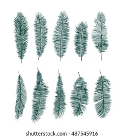 collection of stylized palm leaves or feathers on white background