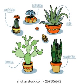 Collection of succulents and cacti in pots