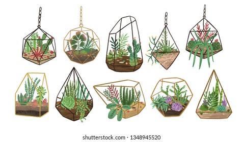 Collection of succulents, cactuses and other desert plants growing in various glass vivariums or florariums. Stylish home decor in trendy Scandinavian style. Colorful flat vector illustration.