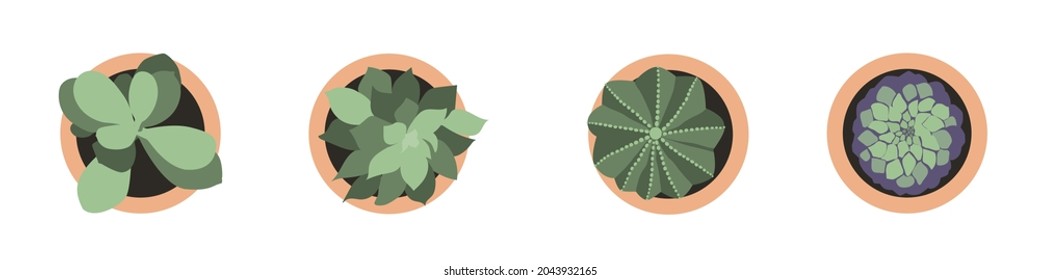 Collection of succulents in flowerpots vector illustration. Home plants set top view. Potted cactus for indoor decoration.