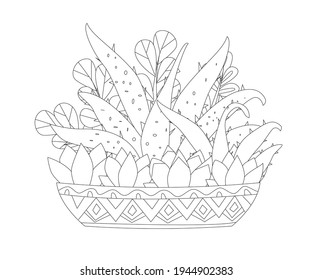 collection of succulents houseplants in decorative flowerpot with geometric ornament for your coloring book