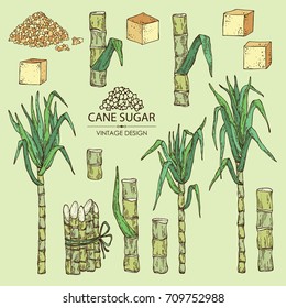 Collection Of  Sugarcane: Cane Sugar And Sugarcane. Vector Hand Drawn Set Illustration.