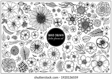 Colección Flores y palancas de verano. Gráficos vectoriales dibujados a mano. Plantas con estilo de esbozo. Para diseño de patrones, logotipos, plantillas, banners, carteles, invitaciones y tarjetas de felicitación.