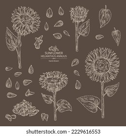 Collection of sunflower: helianthus flowers, plant, leaves and sunflower seeds. Helianthus. Vector hand drawn illustration. 