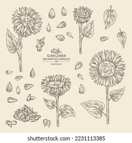 Collection of sunflower: helianthus flowers, plant, leaves and sunflower seeds. Helianthus. Vector hand drawn illustration. 