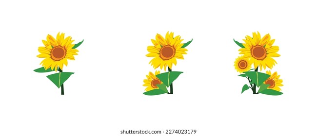 collection of sunflowers in the form of illustrations