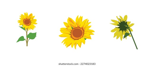 collection of sunflowers in the form of illustrations