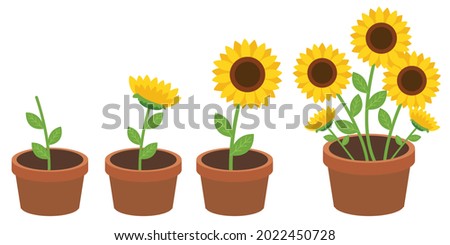The collection of sunflowers in plat pot with flat vector style. Illustration about sunflower and grow up.