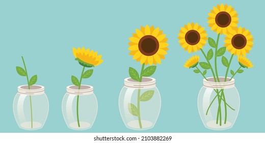 The collection of sunflowers in vase with flat vector style. Illustration about sunflower and grow up.