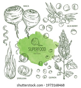 Collection of super food: acai berries, maca peruvian, spirulina algae and  quinoa. Vector hand drawn illustration. 