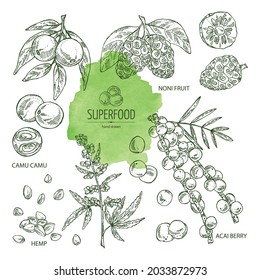 Collection of super food: cannabis seeds, acai berries, noni fruit,  camu camu. Super food. Vector hand drawn illustration.