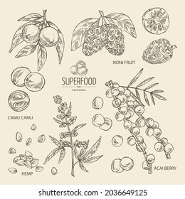 Colección de súper comida: semillas de cannabis, bayas de acai, fruta noni, camu camu. Súper comida. Ilustración dibujada a mano por vectores.