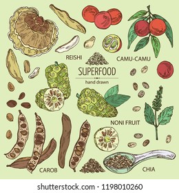 Collection of super food:  reishi mushroom, morinda, noni fruit,  camu camu, carob pods and chia. Super food. Vector hand drawn illustration.