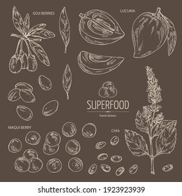 Collection of superfood: goji berries, chia seeds, maqui berry and lucuma fruit. Vector hand drawn illustration