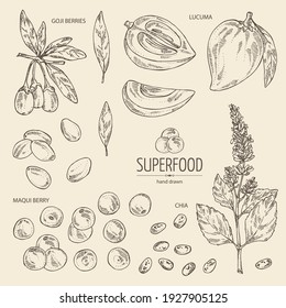 Collection of superfood: goji berries, chia seeds, maqui berry and lucuma fruit. Vector hand drawn illustration