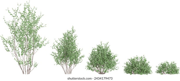 Collection of Swamp birch trees on transparent background, for illustration, digital composition, and architecture visualization
