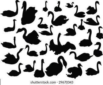 collection of swans silhouette - vector