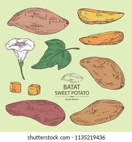 Collection of sweet potato: root and sweet potato slice. Vector hand drawn illustration.