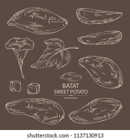 Collection of sweet potato: root and sweet potato slice. Vector hand drawn illustration.