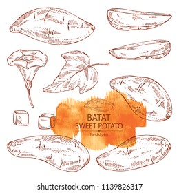 Collection of sweet potato: root and sweet potato slice. Vector hand drawn illustration.