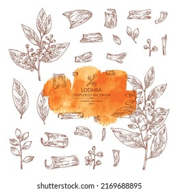 Collection of symplocos racemosa: lodhra  plant, leaves, flowers, lodhra berryes and symplocos racemosa bark. Cosmetic, perfumery and medical plant. Vector hand drawn illustration.