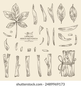 Collection of tabebuia impetiginosa: wood,  leaves and tabebuia impetiginosa   bark. Lapacho tea. Vector hand drawn illustration.