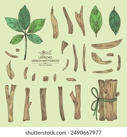 Collection of tabebuia impetiginosa: wood,  leaves and tabebuia impetiginosa   bark. Lapacho tea. Vector hand drawn illustration.