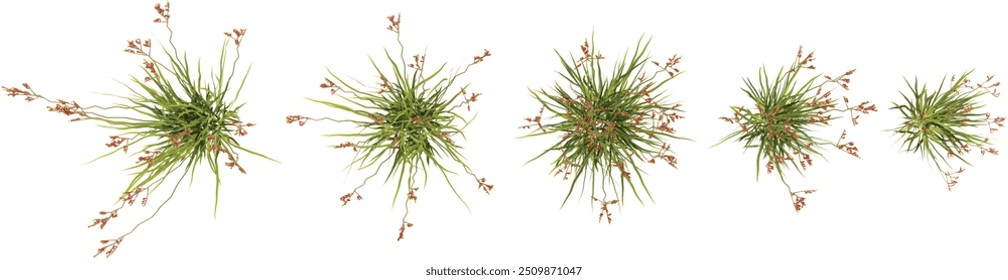 Collection of tall kangaroo paw plants with transparent background from top view