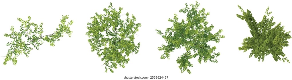 collection of Tall Stewartia,Ulmus hollandica  trees isolated on white background from top view