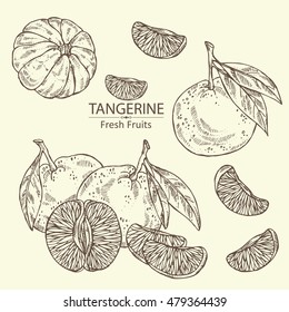 Collection of tangerine . hand drawn