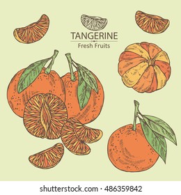 Collection of tangerine . hand drawn