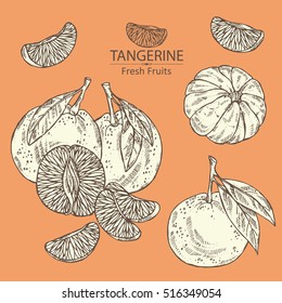 Collection of tangerine and tangerine slice. hand drawn.