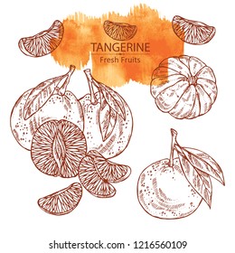 Collection of tangerine . Vector hand drawn illustration
