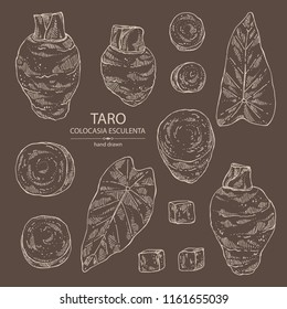 Collection of taro: taro root, leaves and taro slice. Colocasia esculenta. Vector hand drawn illustration.