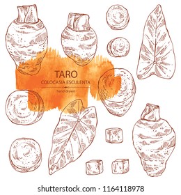 Colección de taro: raíz de taro, hojas y trozos de taro. Colocasia esculenta. Ilustración dibujada a mano por vectores.