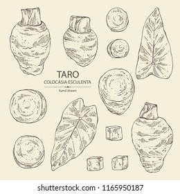 Collection of taro: taro root, leaves and taro slice. Colocasia esculenta. Vector hand drawn illustration.