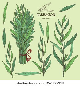 Collection Of Tarragon: Branch And Tarragon Leaves. Vector Hand Drawn Illustration.