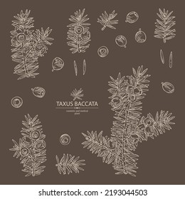 Collection of taxus baccata: plant, branch of taxus baccata and taxus baccata berries. Berry yew. Cosmetics and medical plant. Vector hand drawn illustration.