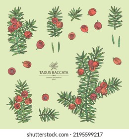 Collection of taxus baccata: plant, branch of taxus baccata and taxus baccata berries. Berry yew. Cosmetics and medical plant. Vector hand drawn illustration.