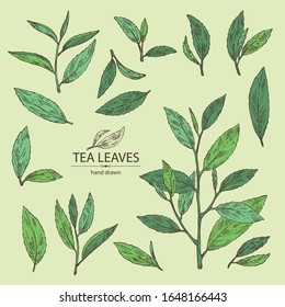 Collection of tea: branch and tea leaves. Green tea. Vector hand drawn illustration. 