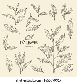 Collection of tea: branch and tea leaves. Green tea. Vector hand drawn illustration. 