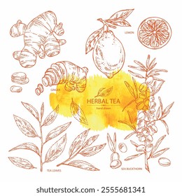 Collection of tea, fruits and hearbs, herbal tea: tea leaves, lemon, ginger and sea buckthorn. Vector hand drawn illustration.