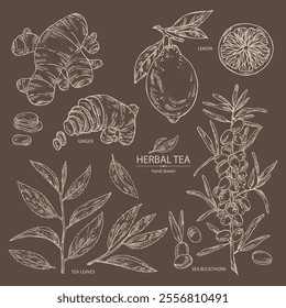 Collection of tea, fruits and hearbs, herbal tea: tea leaves, lemon, ginger and sea buckthorn. Vector hand drawn illustration.
