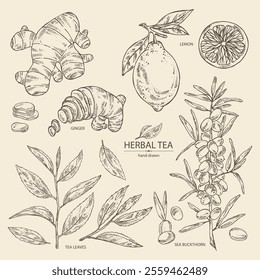 Collection of tea, fruits and hearbs, herbal tea: tea leaves, lemon, ginger and sea buckthorn. Vector hand drawn illustration.